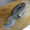ハリイカ・平アジ・鯖