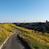 荒川の河川敷の菜の花が満開