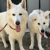 お友達と遊んだり、子犬見せてもらったり