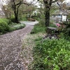 雨交じりの一日、桜舞う小道です。