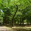 新緑の小金井公園を歩く