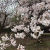 3月29日(月)午前・雨上がりのしっとりとした庭