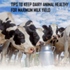 TIPS TO KEEP DAIRY ANIMAL HEALTHY FOR MAXIMUM MILK YIELD