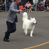 札幌オールドッグクラブ展