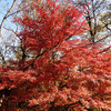 昨日弘法山の紅葉を見に行って来ました