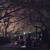 上野公園夜桜