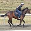 早期脱北3馬娘に夏競馬デビューといきなりの勝利を期待！出資2歳馬近況。