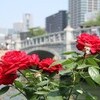 薔薇の水都