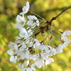 目黒の桜と石仏群