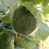 【メロン日記】残ったのは5個？受粉38日後