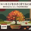 イロハモミジを小さく育てるには？剪定時期と上手な育て方