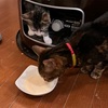 ラスカルの食欲復活！
