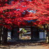 【Z 9 & NIKKOR Z 85mm f/1.2 S & 24-120mm f/4 S・仙台市内】愛宕上杉通りから称念寺赤門寺を紅葉を愛でる。November  2023