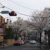 成城学園前駅北口の桜並木
