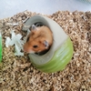 ココア（ペット、ハムスター）ありがとう