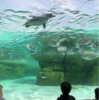 天王寺動物園が絶賛リニューアル中‼️