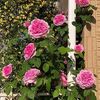 雨降る前のバラちゃんたちを撮影！