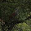 マミジロバンケン(White-browed Coucal)など