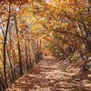 【地附山トレッキング】廃墟群と悲しい過去を背負う登山道に想いを馳せる（2020.11.10）
