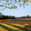 世羅高原の花たち（4）：広島県世羅町