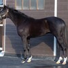 モデュロール、この馬なりに着々と。