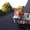 自転車んぽ