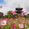 【旅行記】奈良県でコスモス鑑賞ひとり旅（2023年10月）②｜斑鳩の里を散策（法起寺、中宮寺跡史跡公園、法隆寺参道、柿の葉寿司平宗、斑鳩町）