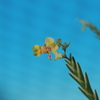 Lockhartia oerstedii  斑入り   (variegated orchid)