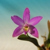 Cattleya crispata