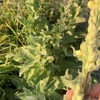 ビロードモウズイカ、天鵞絨毛蕊花のお茶を作って飲みました。花茶と葉っぱのお茶で、色が違う。