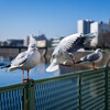 Black-headed Gull