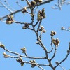 春の気配、別れの季節・・・