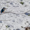 2022年1月、降雪翌日の野川と野鳥たち、折れる直前のレンズが見た光景（モズが早贄つくるとこ）