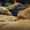 目の前にケツ、だよ