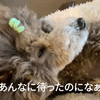 2021.4.18 【お知らせ】 Emmaの体調不良　Uno１ワンチャンネル宇野樹より