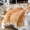 可愛いネコちゃんシリーズー3・・・