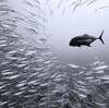 Black Trevally and Sardines