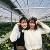 完熟いちご🍓狩り情報　2月13日(木)開園日です‼️✨