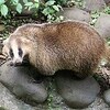 アナグマとの遭遇（動物園でも将棋盤上でもなく）