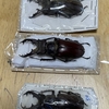 Lucanus dybowski 標本展脚