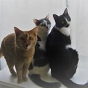 今日もねこ、明日もねこ、ずっとねこ。