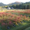 ブルーベリー農園の様子190東広島市豊栄町