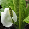 天候に恵まれなかった春の花見