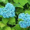 おやすみ＆今日はお花（火・木・土曜日の午前0時ころ更新中）