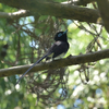 再び早戸川林道で野鳥撮影をしてきました。