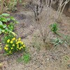 球根植物ばかり植えてしまい芽吹いて分かった格好悪い場所。【球根のお話】