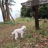 【犬連れ日帰りドライブ】【はやま三ヶ岡山緑地】神奈川県 葉山町