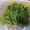 菜の花とつくし採り　明日は夏日🌞( ;∀;)