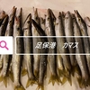 足保港でカマスを釣る方法について詳しく解説