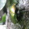 カブトムシのつかみ取りができず、拗ねた